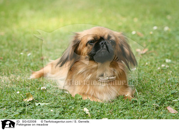 Pekingese on meadow / SG-02008