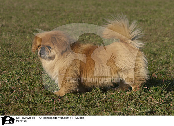 Pekines / TM-02545