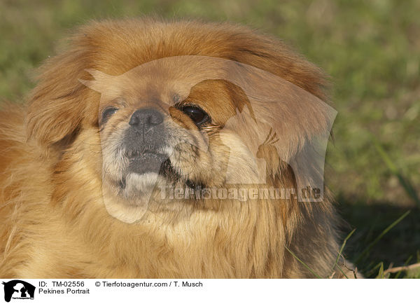 Pekinese Portrait / Pekines Portrait / TM-02556