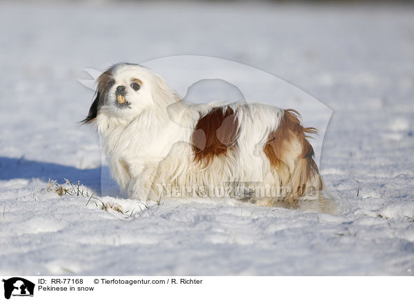 Pekinese im Schnee / Pekinese in snow / RR-77168