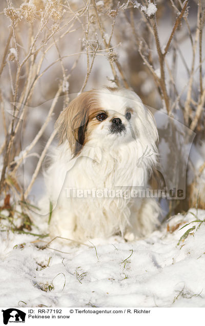 Pekinese im Schnee / Pekinese in snow / RR-77192