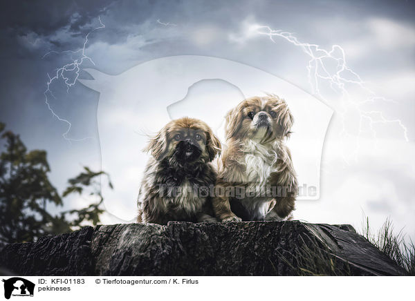 Pekinese / pekineses / KFI-01183