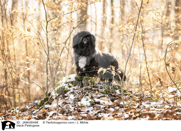 schwarzer Pekinese / black Pekingese / JAM-06498