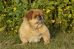 sitting Pekinese