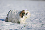 Pekinese in snow