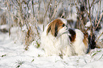 Pekinese in snow