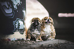 2 Pekinese