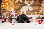 black Pekingese