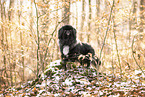 black Pekingese