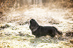 black Pekingese