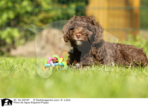 Perro de Agua Espanol Welpe / Perro de Agua Espanol Puppy / KL-09197