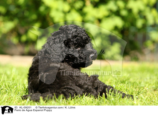 Perro de Agua Espanol Welpe / Perro de Agua Espanol Puppy / KL-09201