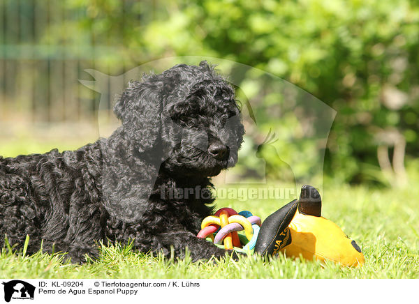 Perro de Agua Espanol Welpe / Perro de Agua Espanol Puppy / KL-09204