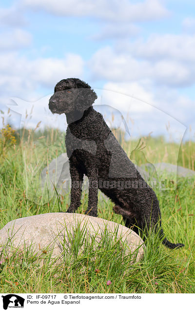 Perro de Agua Espanol / Perro de Agua Espanol / IF-09717