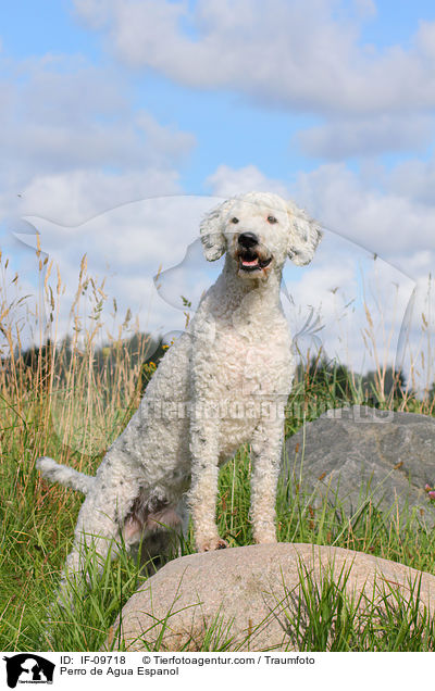 Perro de Agua Espanol / Perro de Agua Espanol / IF-09718