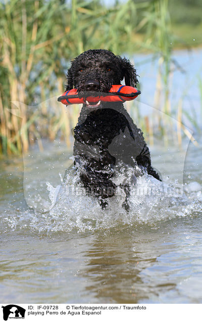 spielender Perro de Agua Espanol / playing Perro de Agua Espanol / IF-09728