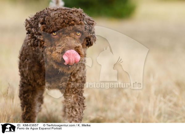 Perro de Agua Espanol Portrait / Perro de Agua Espanol Portrait / KMI-03657