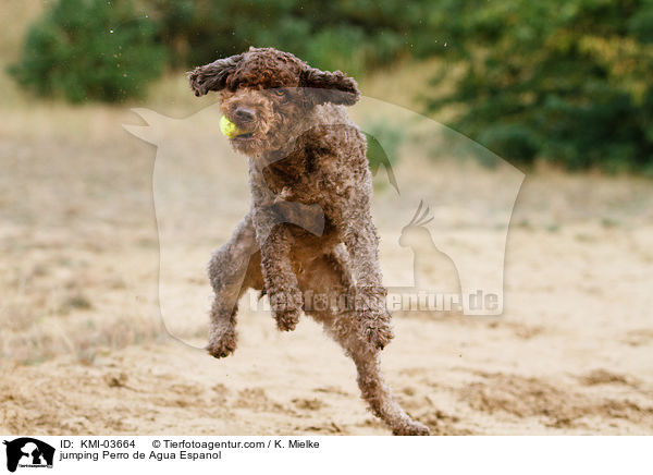 springender Perro de Agua Espanol / jumping Perro de Agua Espanol / KMI-03664