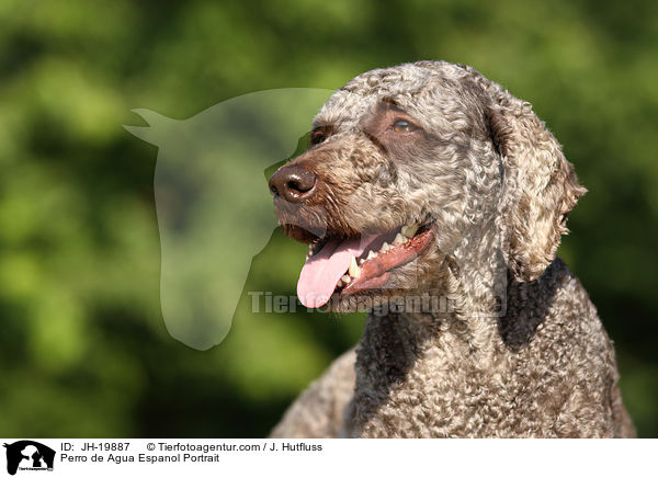 Perro de Agua Espanol Portrait / Perro de Agua Espanol Portrait / JH-19887