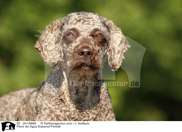 Perro de Agua Espanol Portrait / Perro de Agua Espanol Portrait / JH-19889