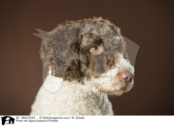 Perro de Agua Espanol Portrait / Perro de Agua Espanol Portrait / NN-07635