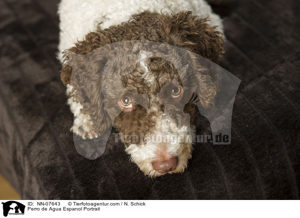 Perro de Agua Espanol Portrait / Perro de Agua Espanol Portrait / NN-07643