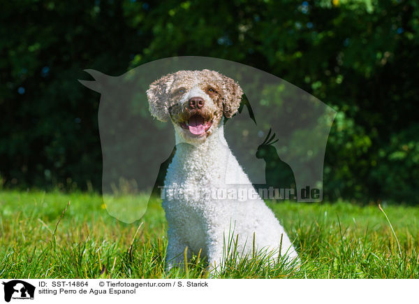 sitting Perro de Agua Espanol / SST-14864