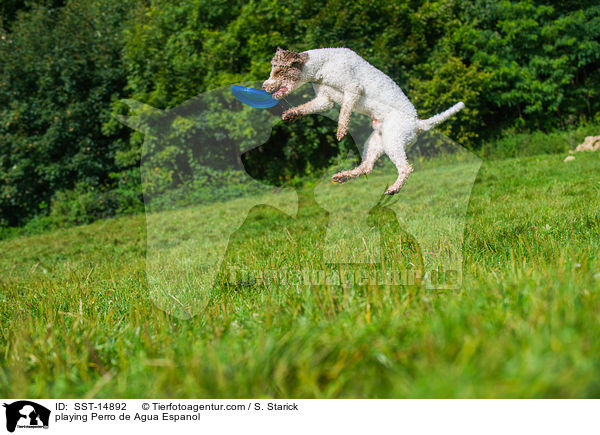 spielenbder Perro de Agua Espanol / playing Perro de Agua Espanol / SST-14892