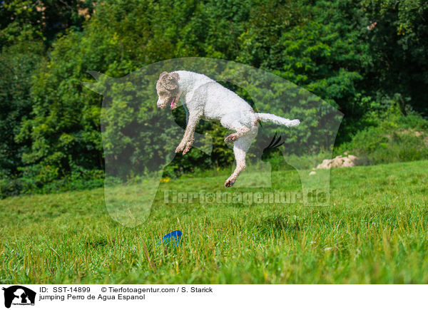 jumping Perro de Agua Espanol / SST-14899