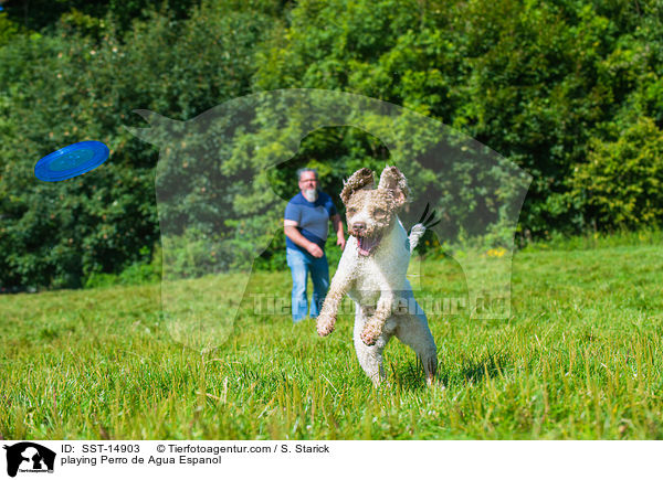 spielenbder Perro de Agua Espanol / playing Perro de Agua Espanol / SST-14903