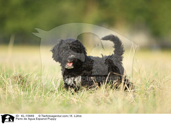 Perro de Agua Espanol Welpe / Perro de Agua Espanol Puppy / KL-15669