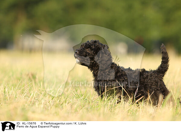 Perro de Agua Espanol Welpe / Perro de Agua Espanol Puppy / KL-15676