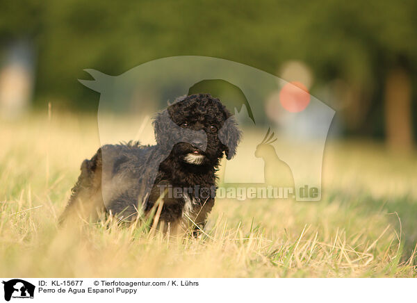 Perro de Agua Espanol Welpe / Perro de Agua Espanol Puppy / KL-15677