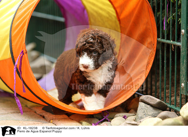 Perro de Agua Espanol Welpe / Perro de Agua Espanol Puppy / KL-18238