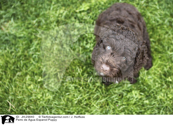 Perro de Agua Espanol Welpe / Perro de Agua Espanol Puppy / JH-29840