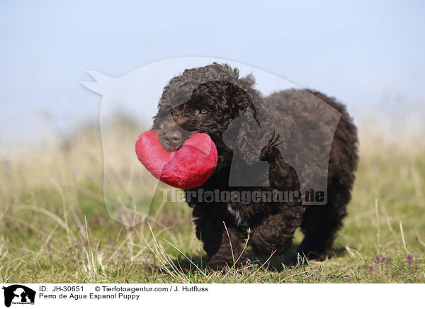 Perro de Agua Espanol Welpe / Perro de Agua Espanol Puppy / JH-30651