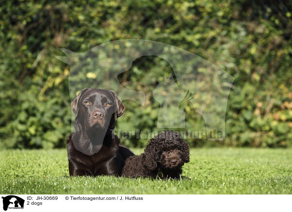 2 Hunde / 2 dogs / JH-30669