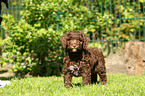 Perro de Agua Espanol Puppy