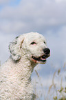 Perro de Agua Espanol Portrait