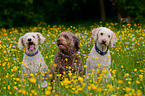 3 Perro de Agua Espanol