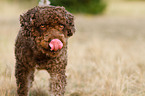 Perro de Agua Espanol Portrait