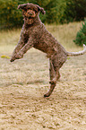 jumping Perro de Agua Espanol