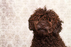 Perro de Agua Espanol Portrait