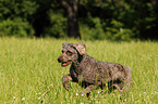 running Perro de Agua Espanol