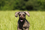 Perro de Agua Espanol Portrait