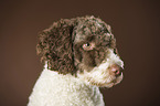 Perro de Agua Espanol Portrait