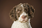 Perro de Agua Espanol Portrait