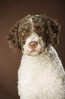 Perro de Agua Espanol Portrait