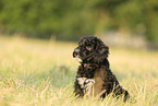 Perro de Agua Espanol Puppy