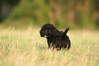 Perro de Agua Espanol Puppy